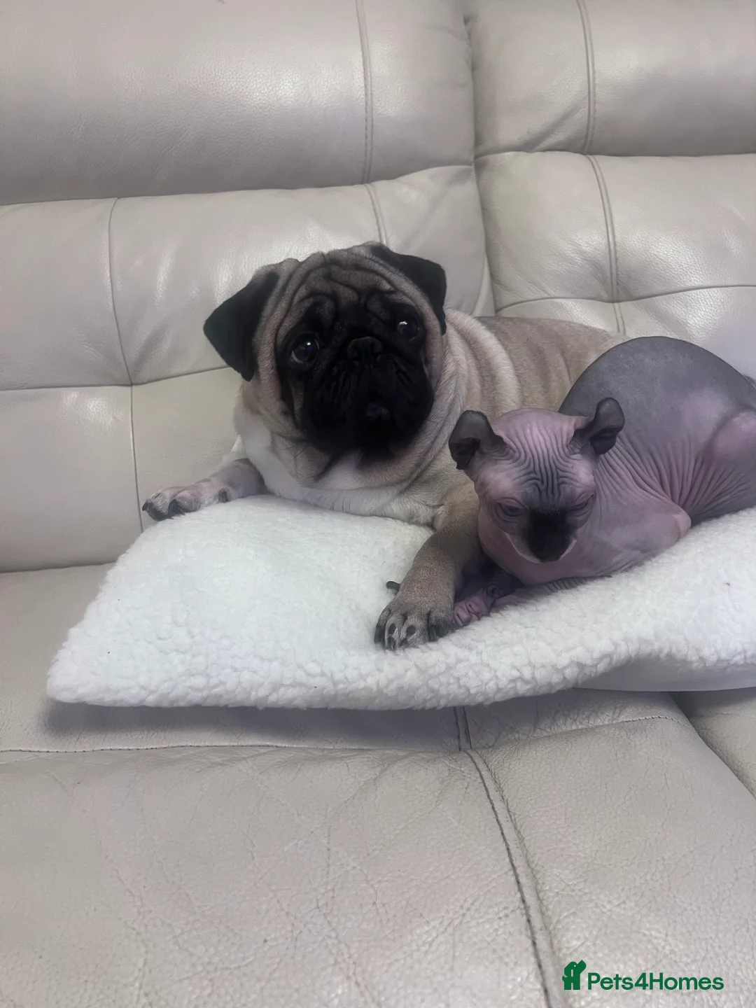 Pug dogs for stud: Pug for stud ❤️ - Advert 2