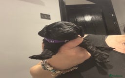 Cockapoo dogs for sale: 10 F1b cockapoo pups for sale  - Advert 3