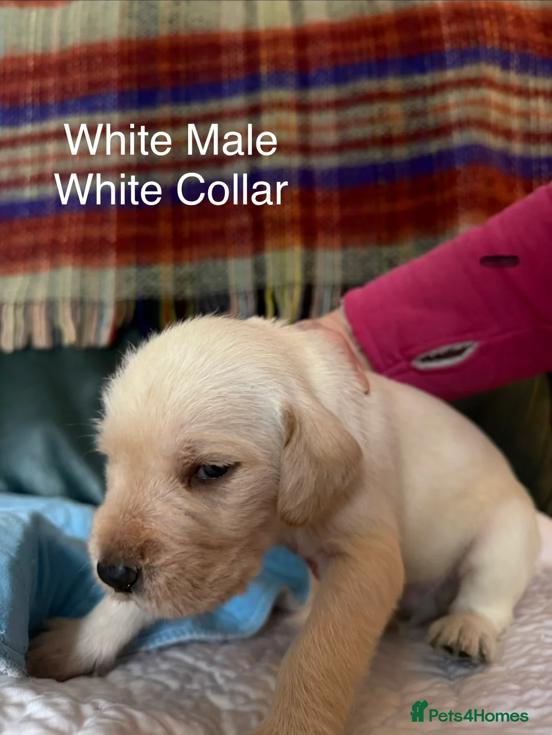 Mixed Breed dogs for sale: **Last few **Pointervizsladoos -Stunning litter  - Advert 37