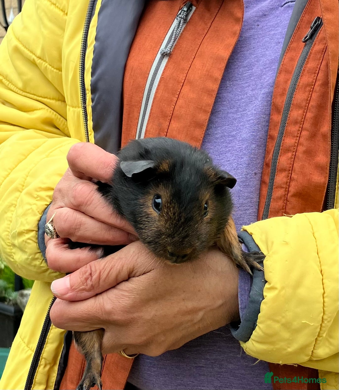 Guinea Pig rodents for sale: Purebred baby Black Tan guinea pig brothers - Advert 2