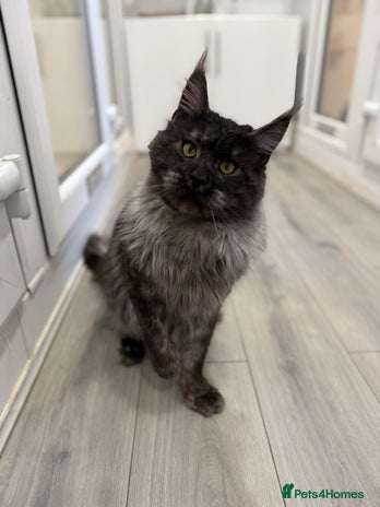 Maine Coon cats in Halifax - Advert 7