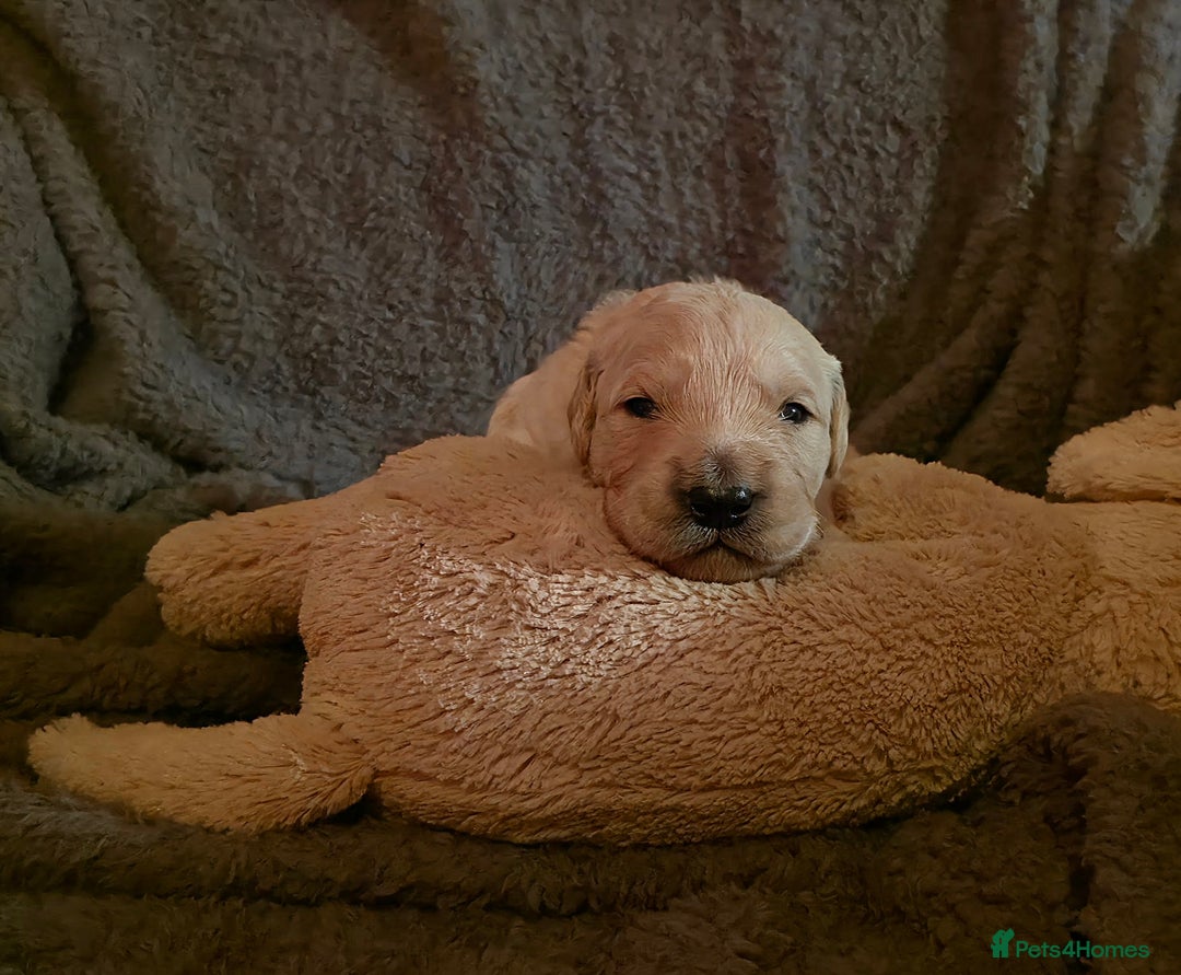 Golden Retriever dogs for sale: KC Golden Retrievers 🧬 Health Tested Parents - Advert 10