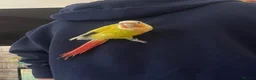 Conures birds for sale: Pineapple conure  in Stevenage - Advert 5