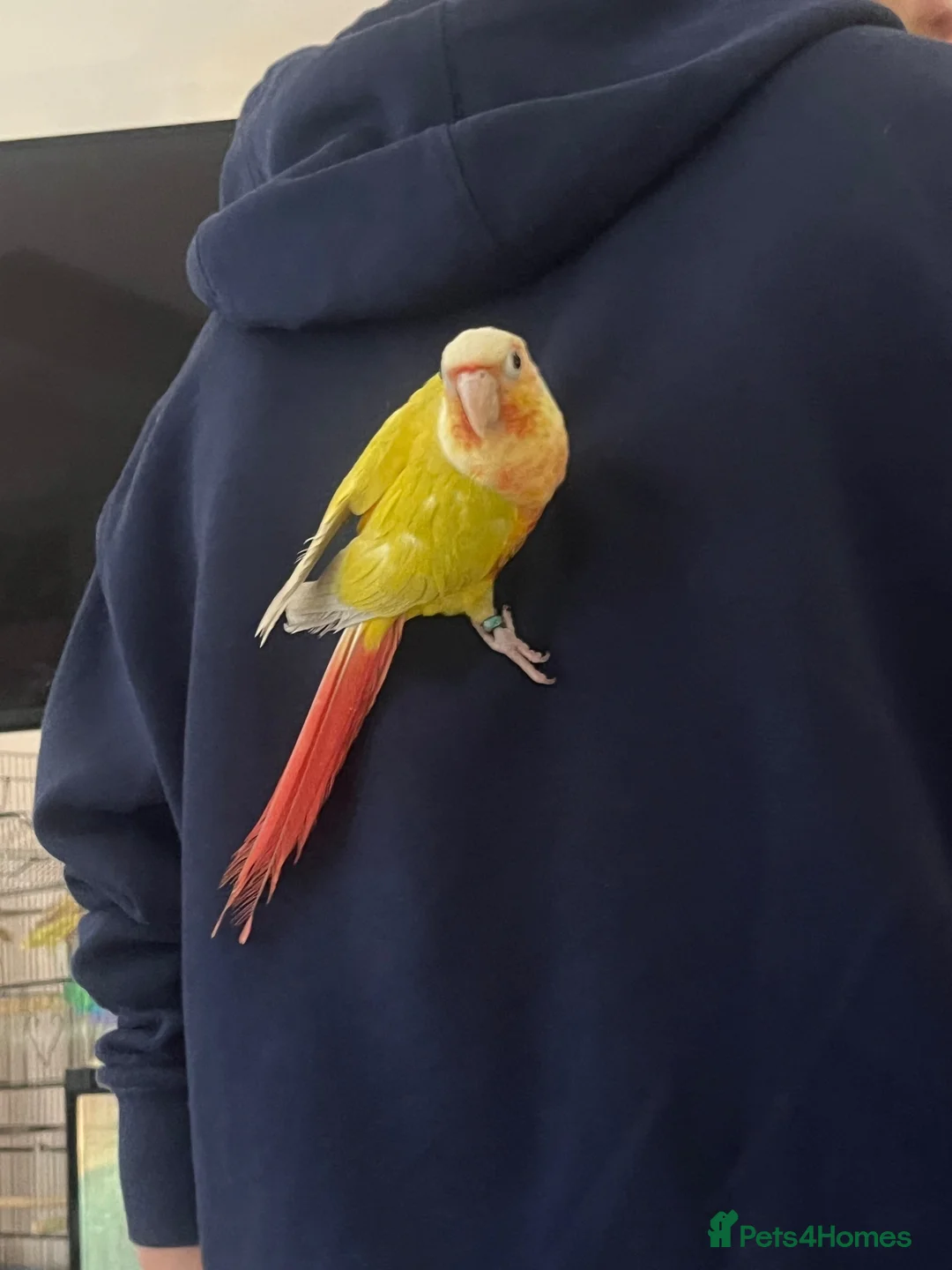 Conures birds for sale: Pineapple conure  in Stevenage - Advert 5