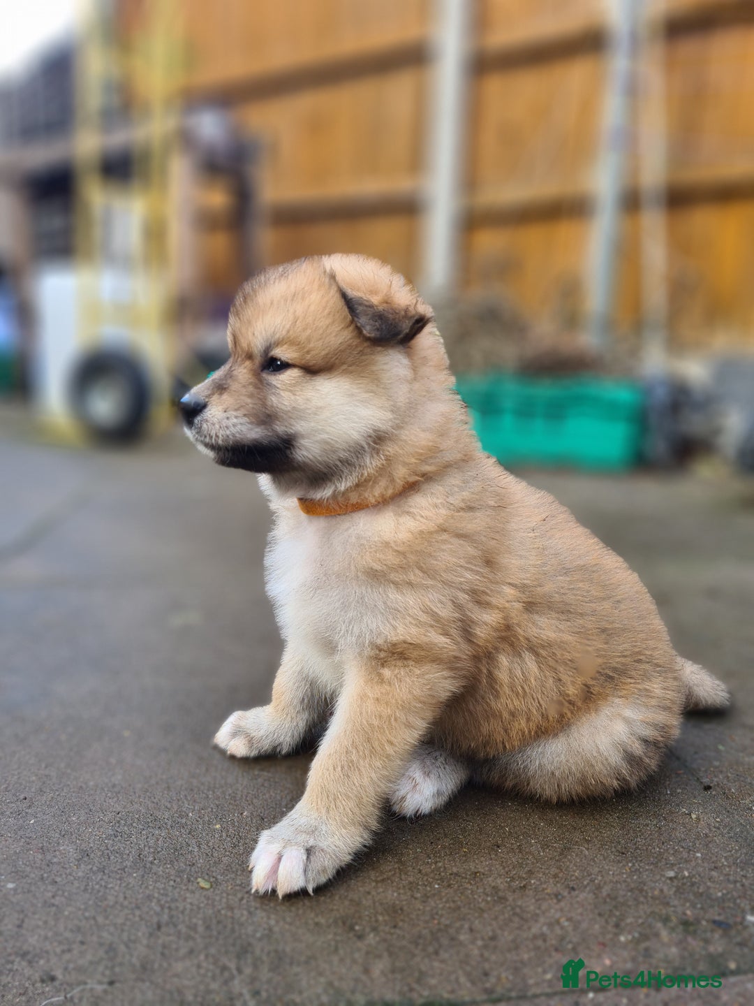 Mixed Breed dogs for sale: Czech Wolfdog × Akita/Malamute Puppies - Advert 20