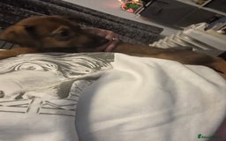 Mixed Breed dogs for sale: German shepherd x whippet  - Image 20