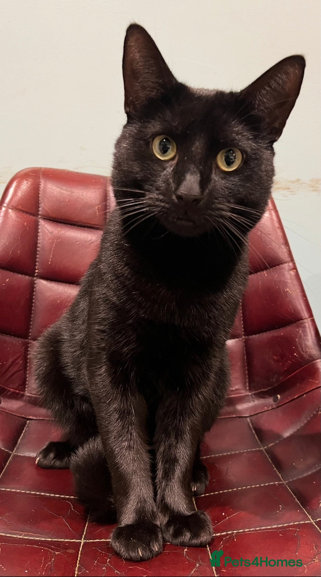 Mixed Breed cats for sale: Loving lucky black cats - Advert 7