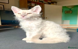 LaPerm cats for sale: Cuddly Curly LaPerm Kittens - Advert 3