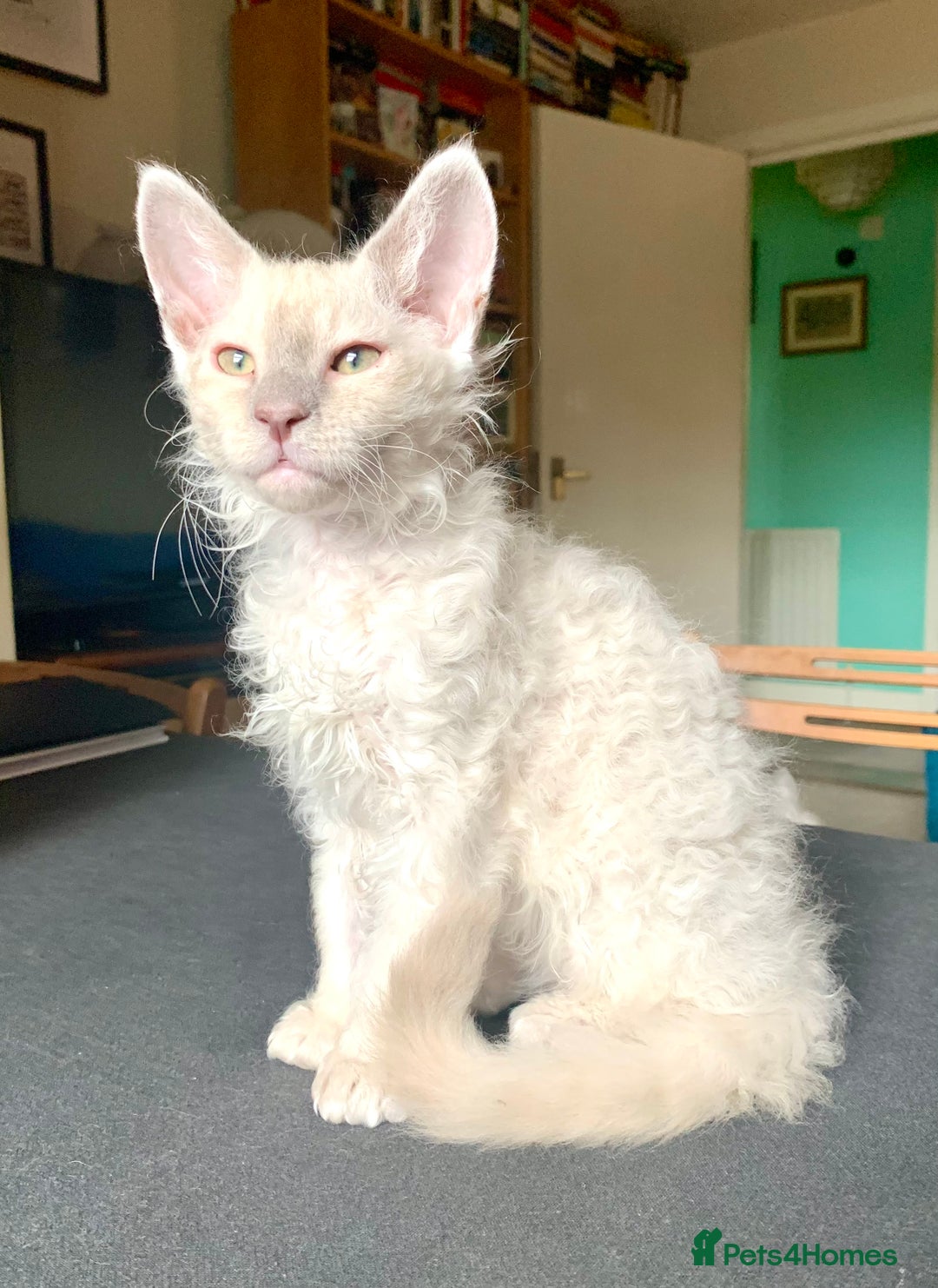 LaPerm cats for sale: Cuddly Curly LaPerm Kittens - Advert 3