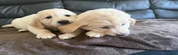 Golden Retriever dogs for sale: KC Registered Golden Retriever puppies.  - Advert 11