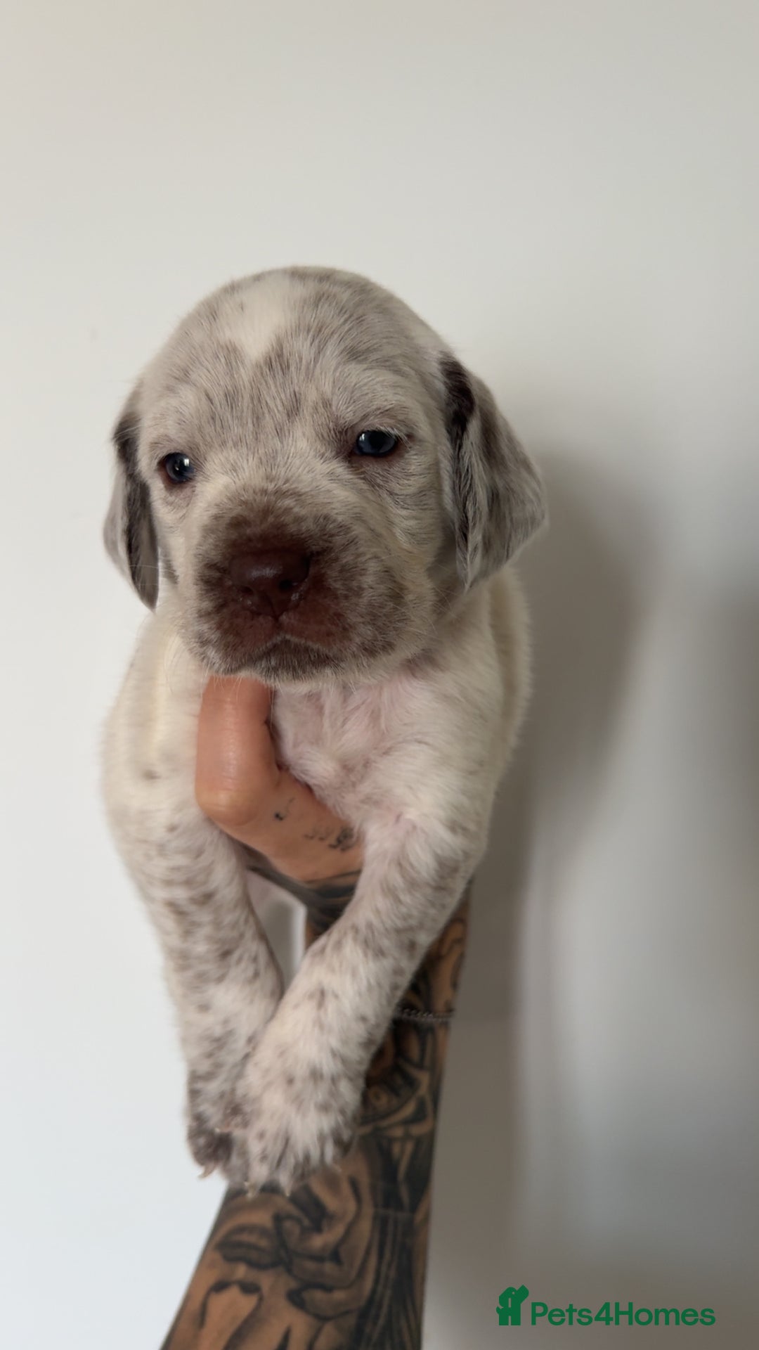 Mixed Breed dogs for sale: Litter of 9 healthy pups  - Image 9