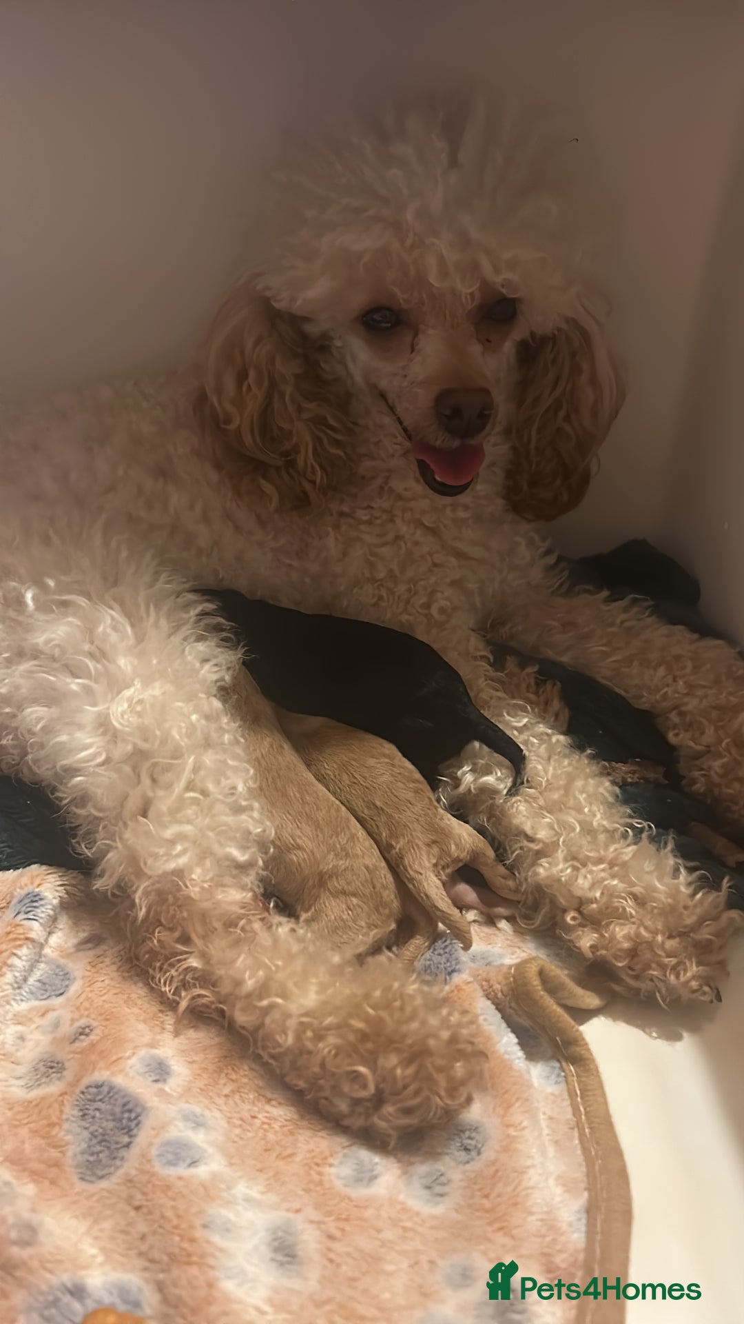 Toy Poodle dogs for sale: kc toy poodles by fully health tested parents - Advert 2