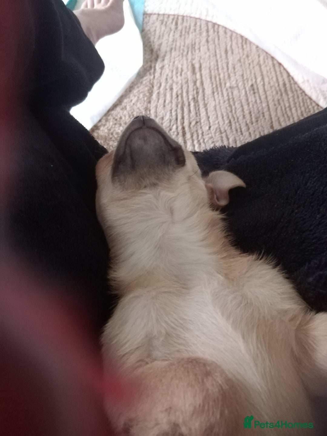 Chihuahua dogs for sale: Miss  - Advert 2