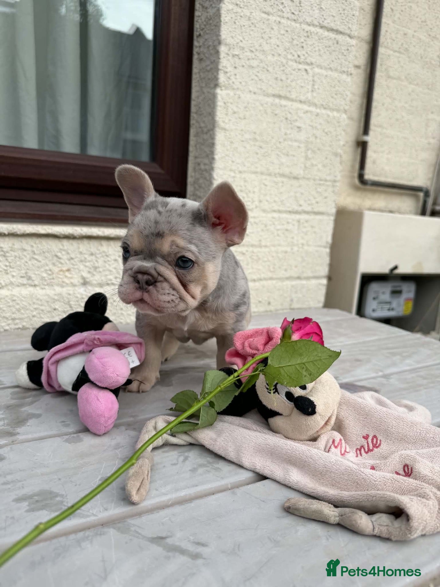 French Bulldog dogs French Bull Dog Blue And White/Grey - Advert 1