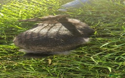 Netherland Dwarf rabbits for sale: 💫💫💫 Lion head rabbit SOLD💫💫 - Image 7