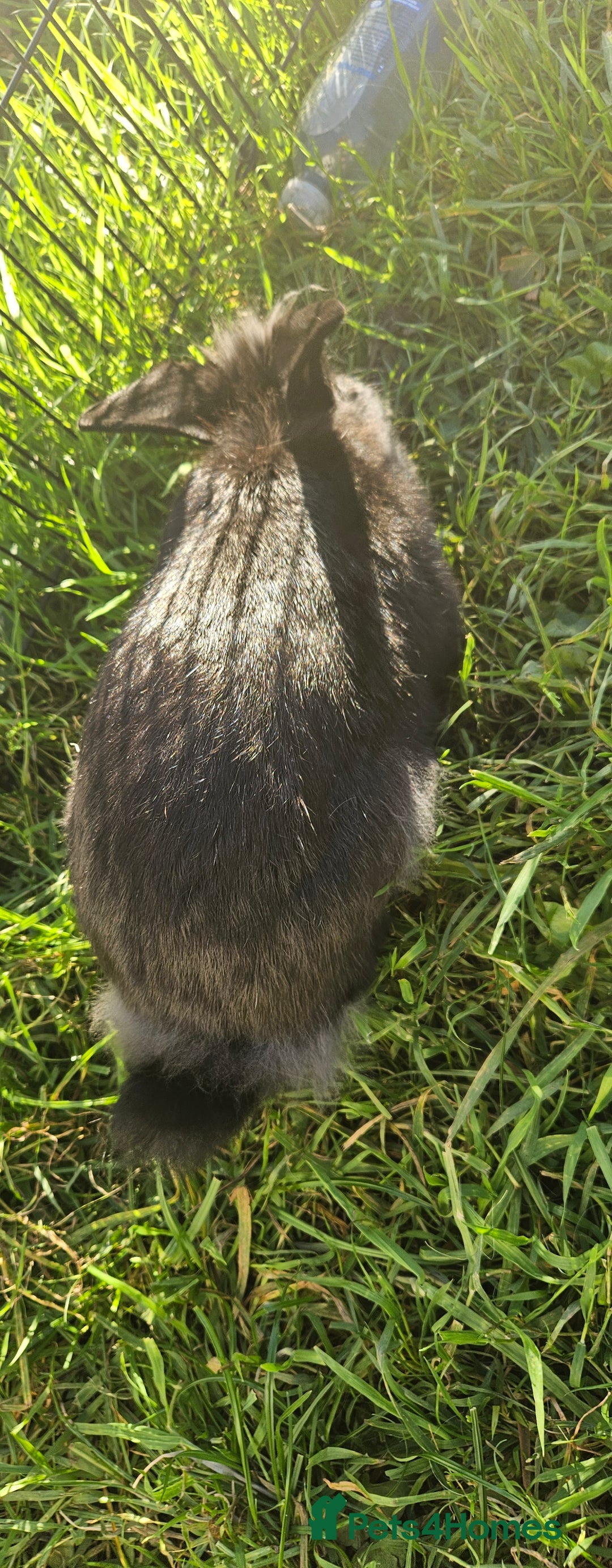 Netherland Dwarf rabbits for sale: 💫💫💫 Lion head rabbit SOLD💫💫 - Image 7