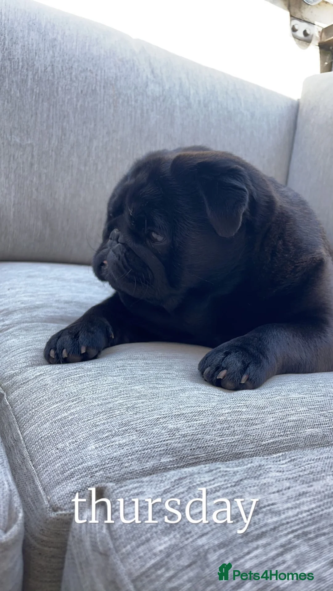 Pug dogs for stud: Male pug up for stud - Advert 6