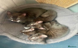 Mixed Breed cats for sale: Bombay x Tabby little girls - Image 7
