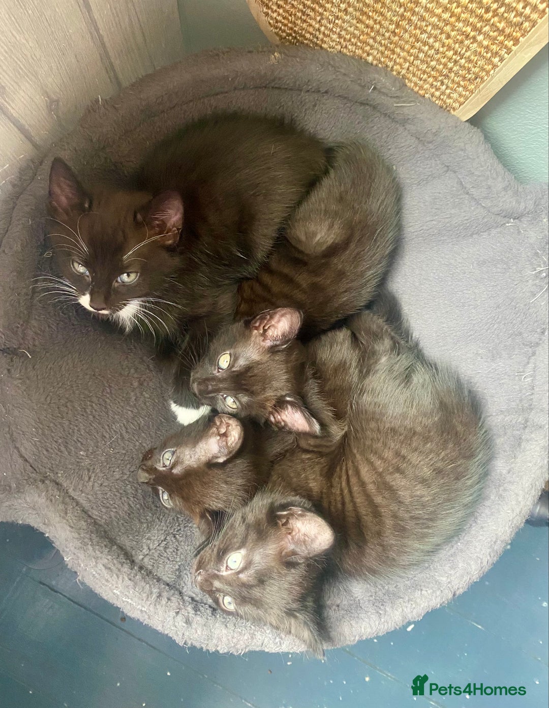 Mixed Breed cats for sale: Bombay x Tabby little girls - Image 7