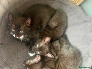 Mixed Breed cats - Advert 11