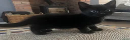 Mixed Breed cats for sale: Black Kittens for Sale in Cumnock - Advert 4