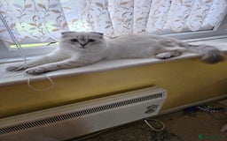 Scottish Fold cats for sale: Beautiful Scotish fold boy - Image 6