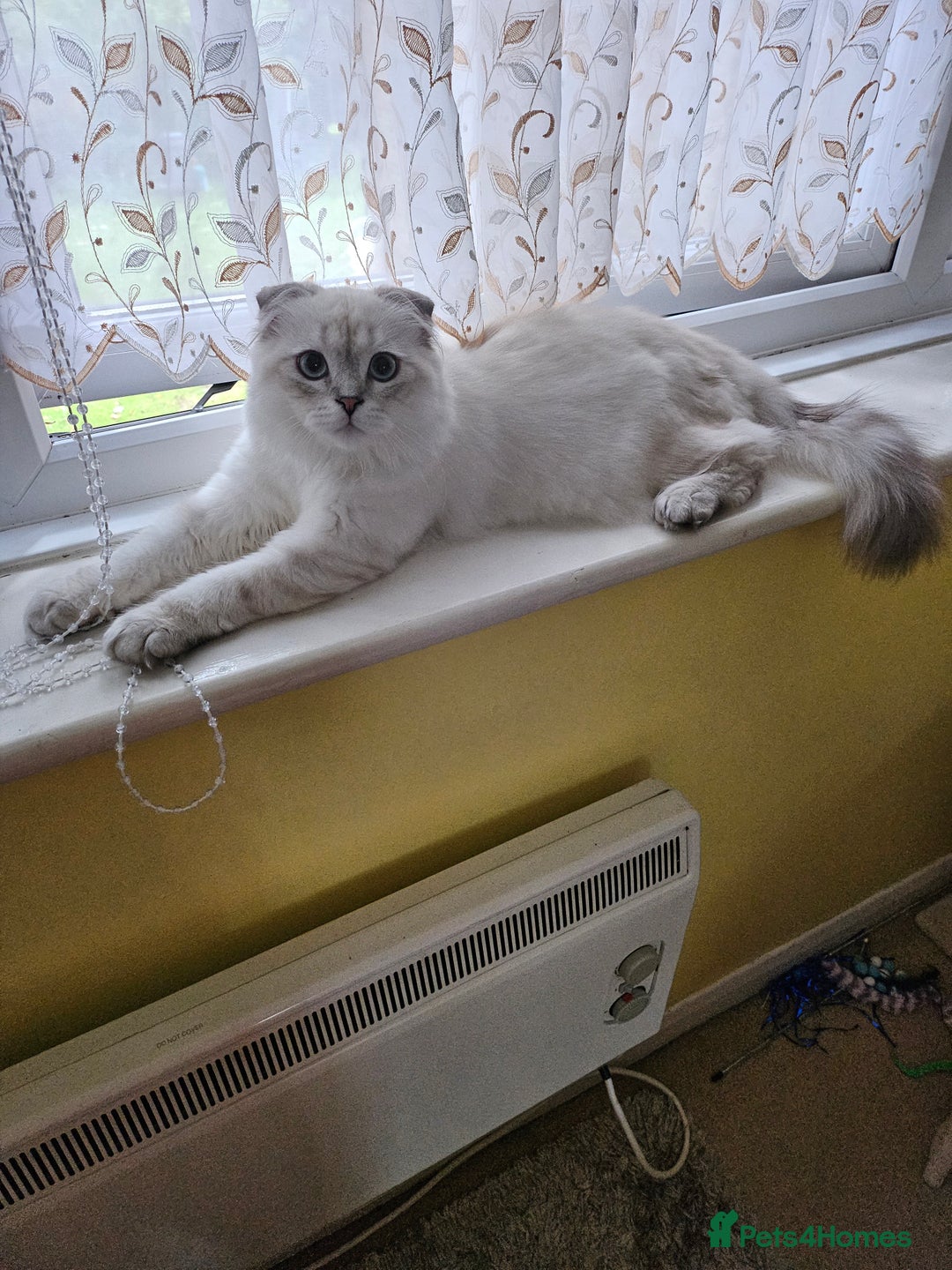 Scottish Fold cats for sale: Beautiful Scotish fold boy - Image 6