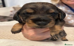 Dachshund dogs for sale: Tekel (wire haired dachshund) puppies for sale  - Image 2