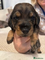 Dachshund dogs - Advert 4