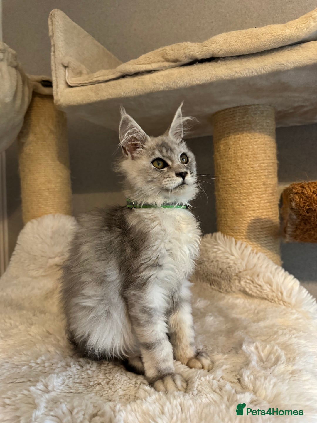Maine Coon cats for sale: Stunning Maine Coon girls  - Image 11