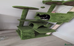 Domestic Shorthair cats for sale: 3 boys, 1 girl kittens  - Image 32