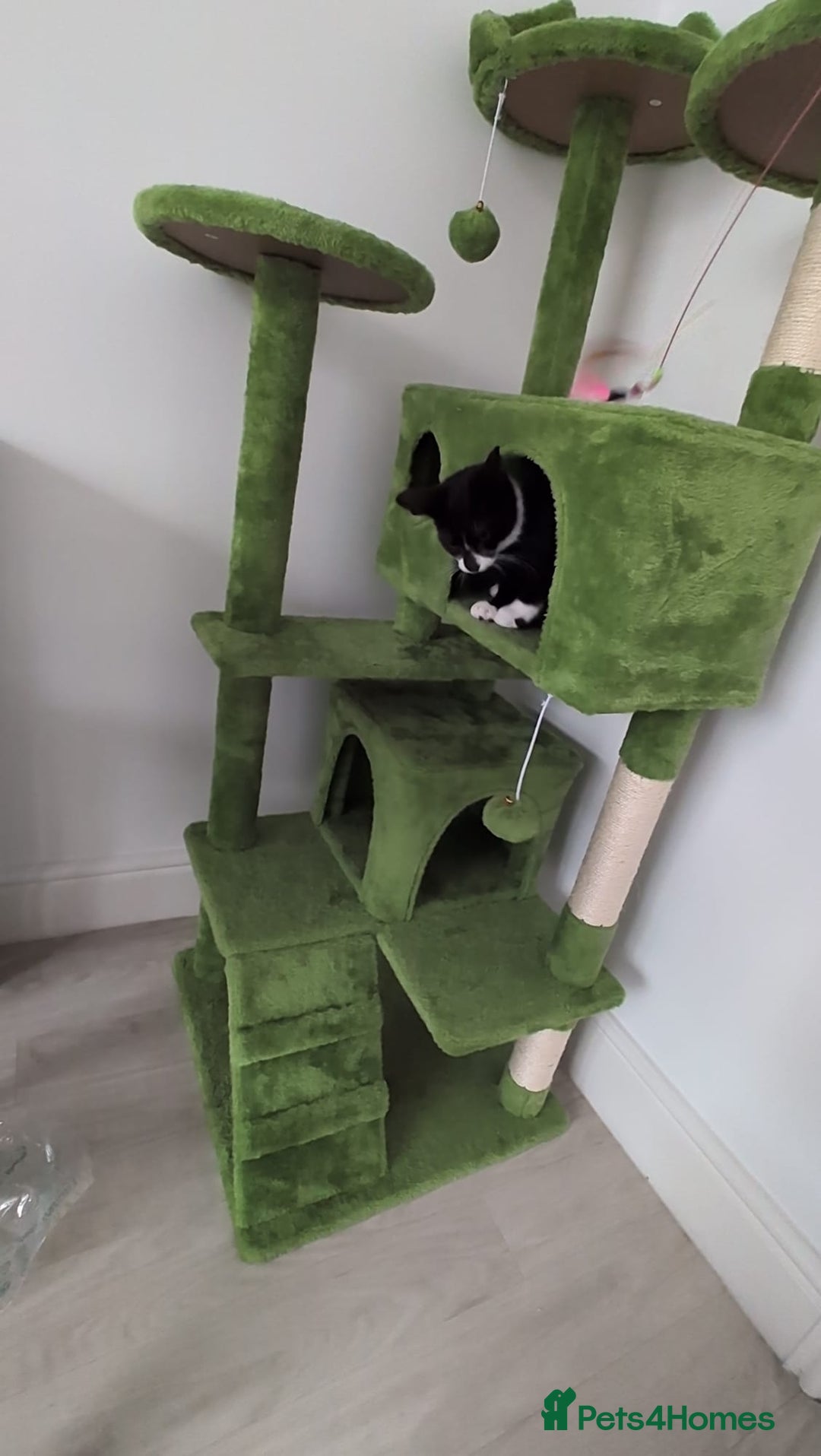 Domestic Shorthair cats for sale: 3 boys, 1 girl kittens  - Image 32