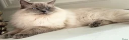 Ragdoll cats for sale: 🏆GCCF REG. EXTENSIVELY TESTED RAGDOLL KITTENS🌟 - Advert 23