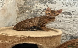 Bengal cats for sale: Bengal kittens stunning litter ready now boys girl - Image 7