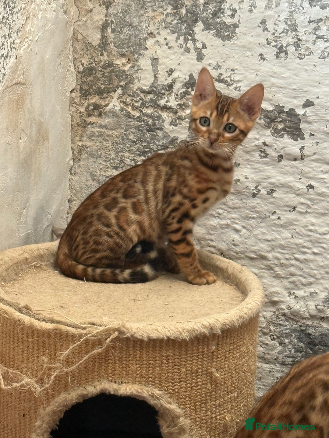 Bengal cats for sale: Bengal kittens stunning litter ready now boys girl - Image 7