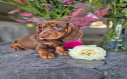 Dachshund dogs for sale: READY TO LEAVE Miniature dachshund puppies PRA CLR - Image 22