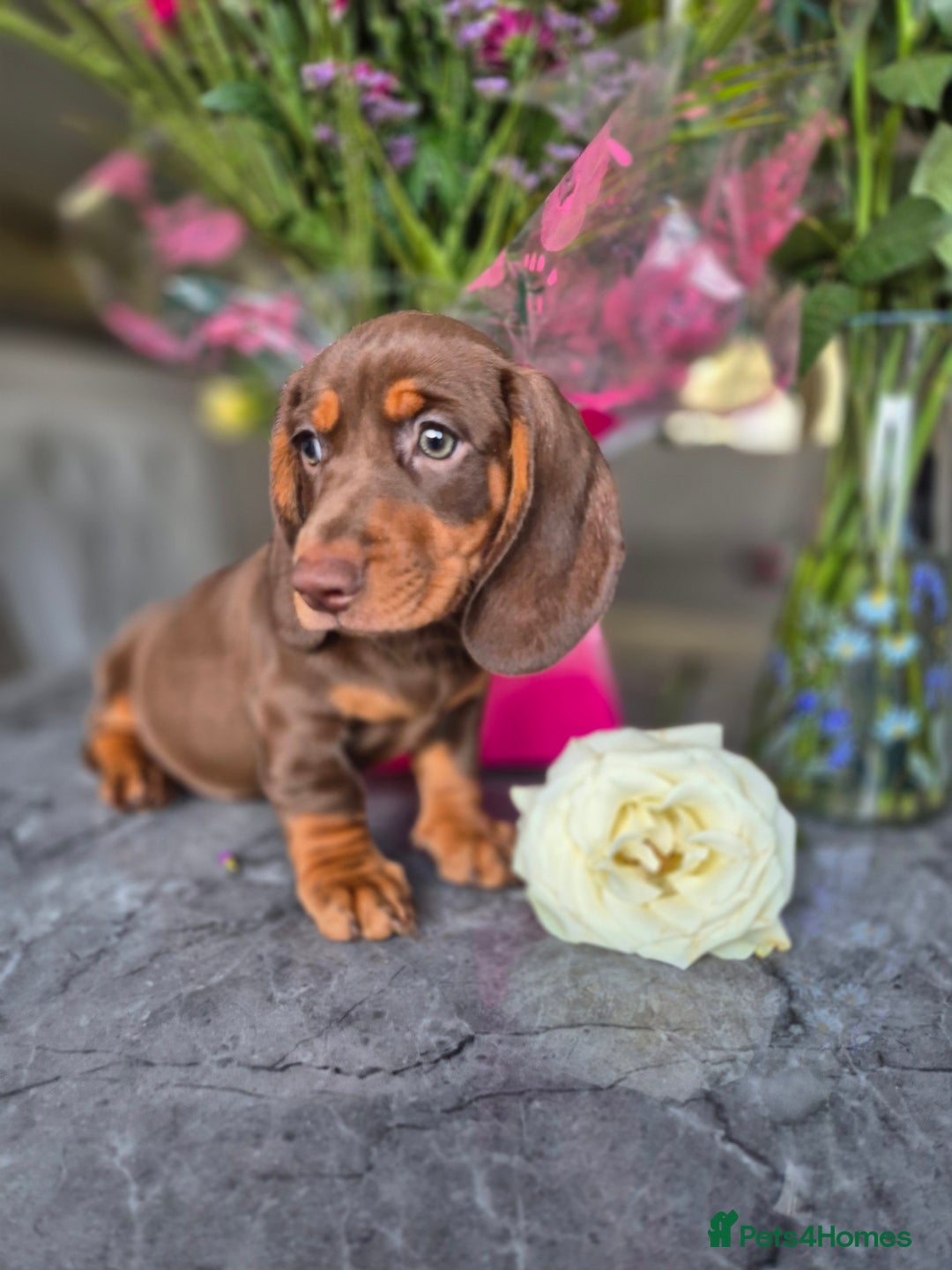 Dachshund dogs for sale: READY TO LEAVE Miniature dachshund puppies PRA CLR - Image 22