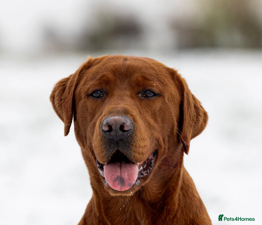 Labrador Retriever dogs for stud: AGLABS ICON - HEALTH TESTED DARKEST FOX RED in Grantham - Advert 33