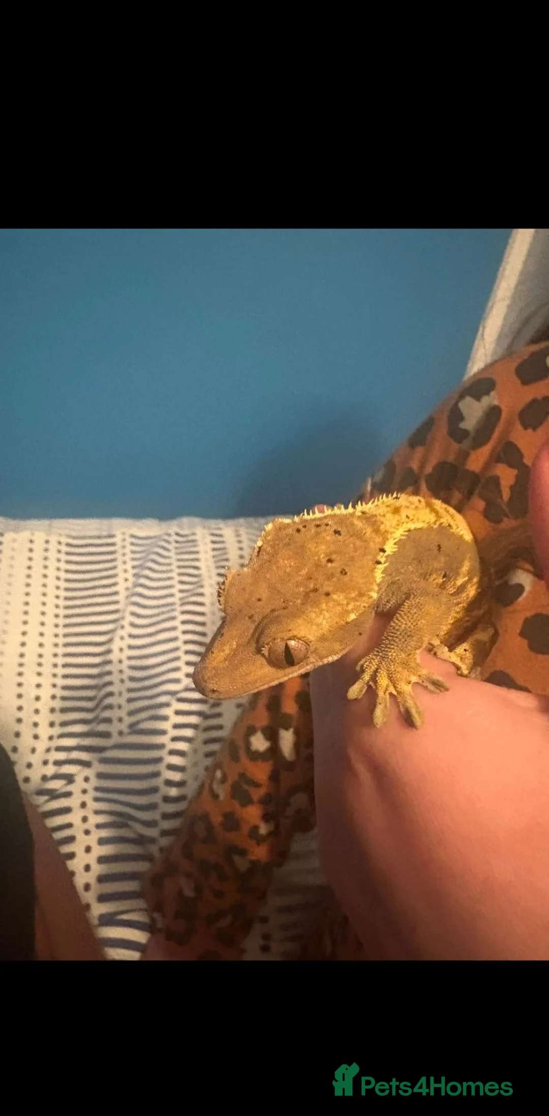 Lizard reptiles for sale: Crested frog but gecko  in Manchester - Advert 1