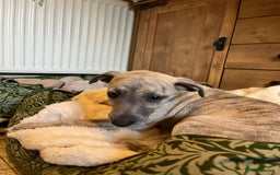 Mixed Breed dogs for sale:  🐶✨ ADORABLE WIGGY PUPPIES – licenced  breeder  - Image 13