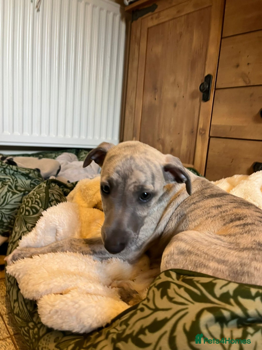 Mixed Breed dogs for sale:  🐶✨ ADORABLE WIGGY PUPPIES – licenced  breeder  - Image 13