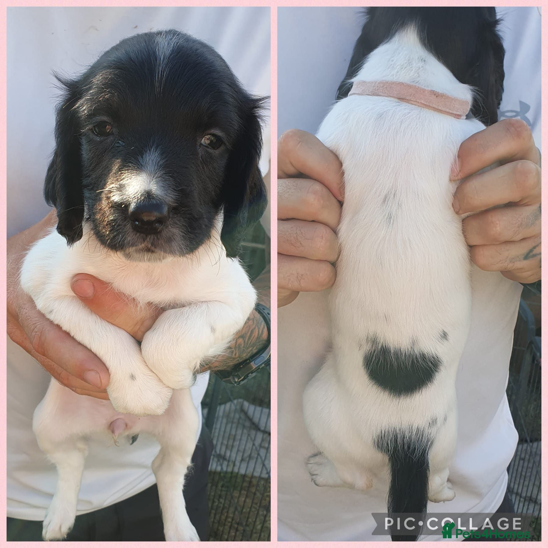 English Springer Spaniel dogs springer springer pups - Advert 1