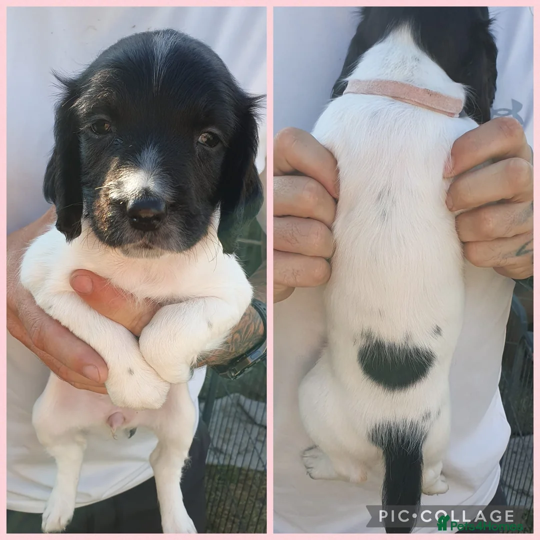 English Springer Spaniel dogs for sale: springer springer pups in Workington - Advert 1