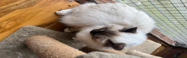 Ragdoll 2