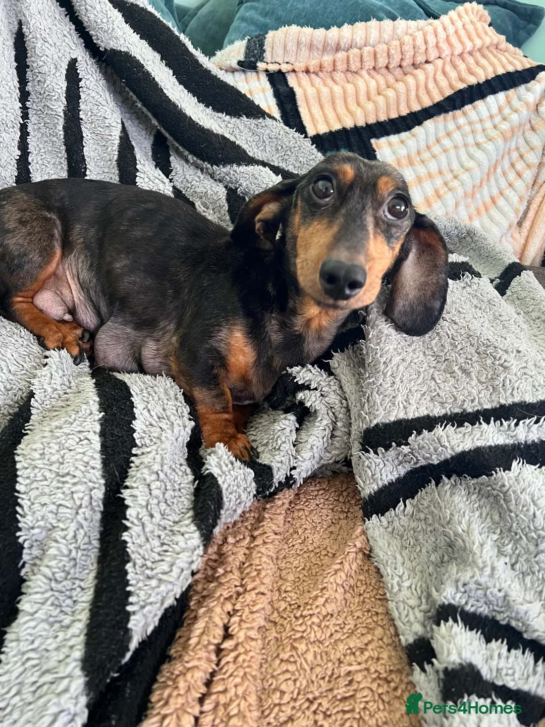 Dachshund dogs for sale: Home Reared Miniature Dachsund Puppies - Advert 2