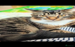 Mixed Breed cats for sale: Maine coon+BLR Cat - Image 4