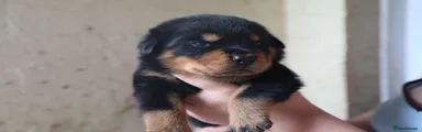 Green Puppy 1