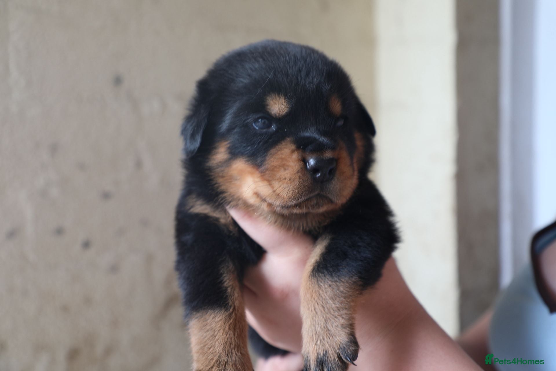 Rottweiler dogs for sale: Limited Pedigree Registered Rottweiler Puppies - Advert 9