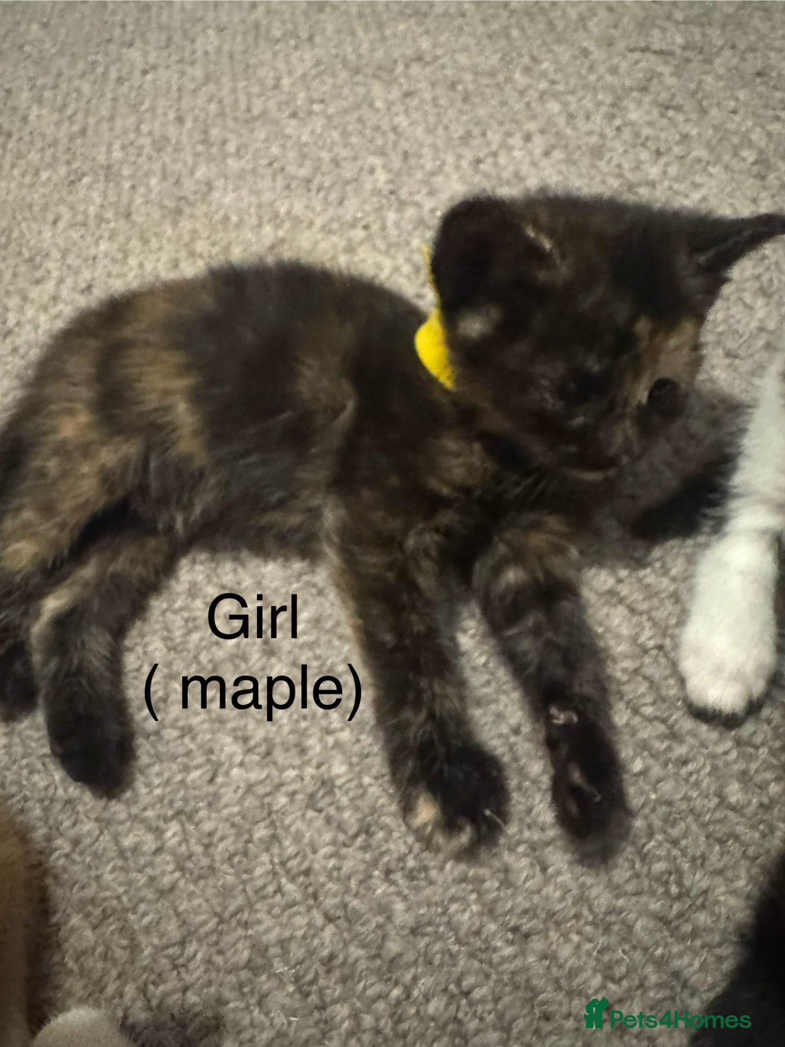Mixed Breed cats Beautiful tortoiseshell kitten  - Advert 1