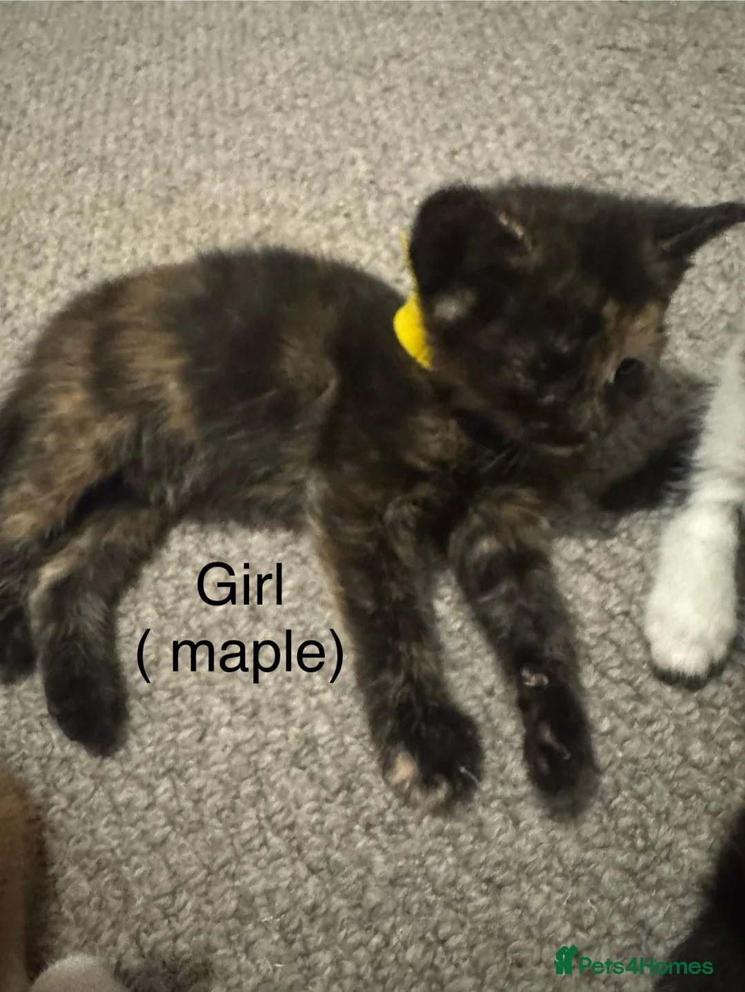Mixed Breed cats for sale: Beautiful tortoiseshell kitten  - Advert 1